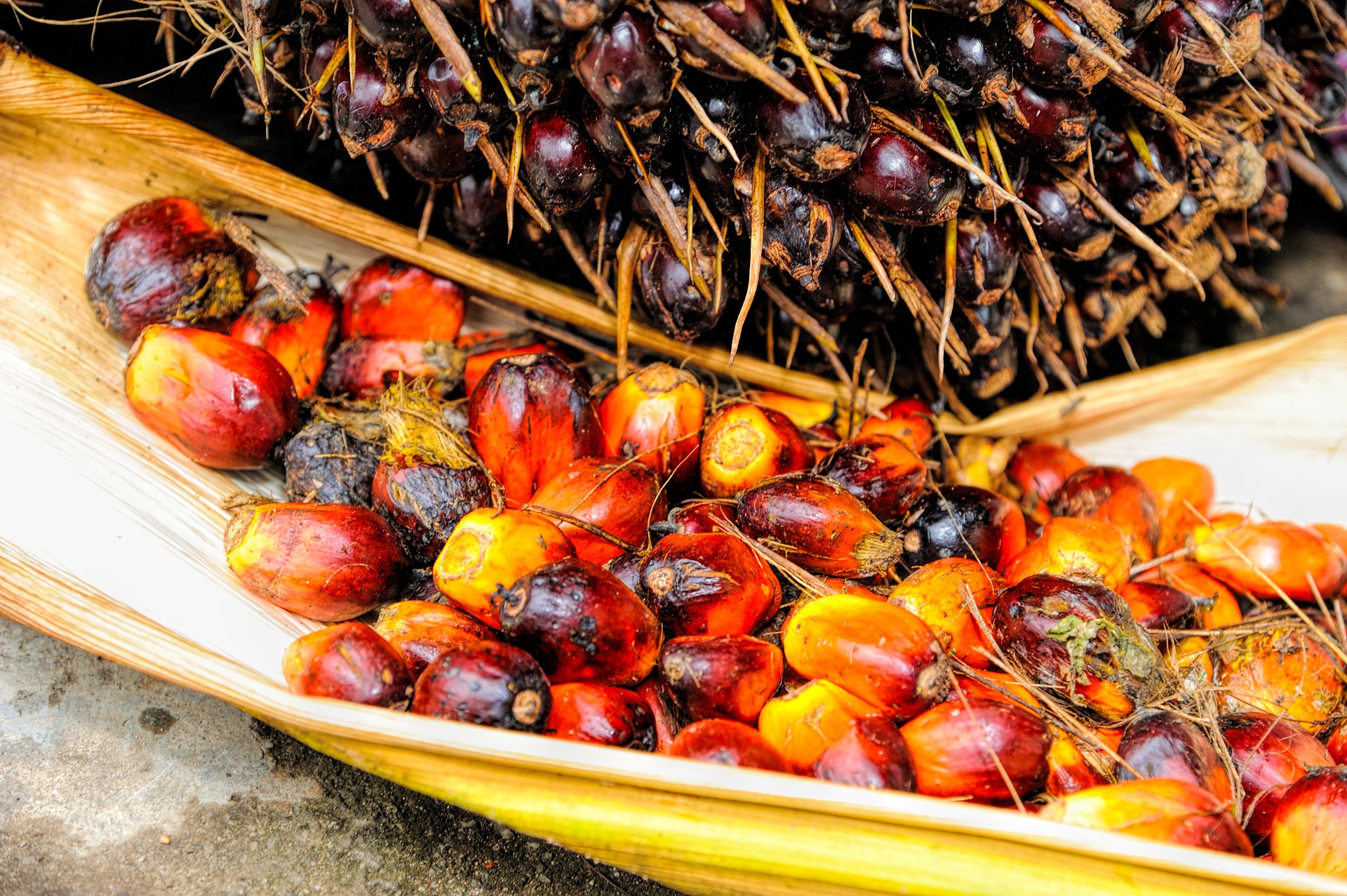 Sustainable Palm Oil/Biodiesel